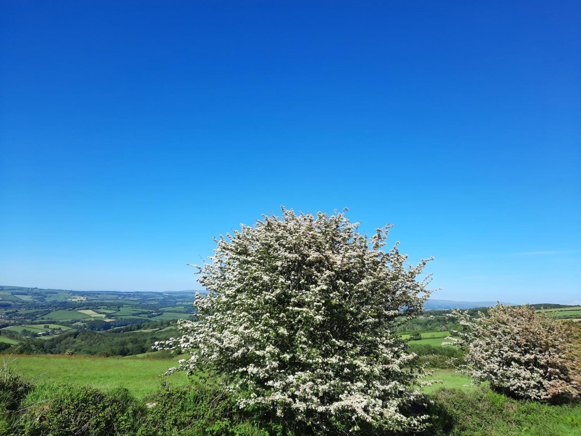 Summit Camping Kit Hill Cornwall Panoramic Views Grass Pitch From 15Pn Or Bella Bell Tent 75Pn Callington Chambre photo