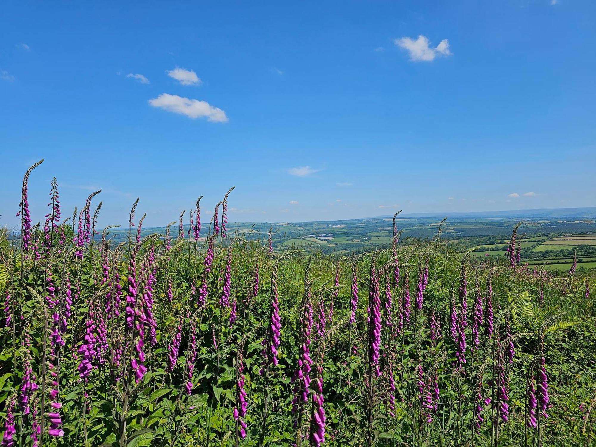 Summit Camping Kit Hill Cornwall Panoramic Views Grass Pitch From 15Pn Or Bella Bell Tent 75Pn Callington Extérieur photo